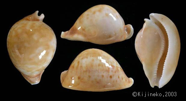 貝標本①-1ウスアカネダカラ