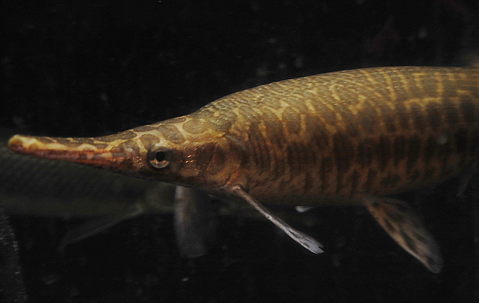 アクアショップ かのう ガーパイク