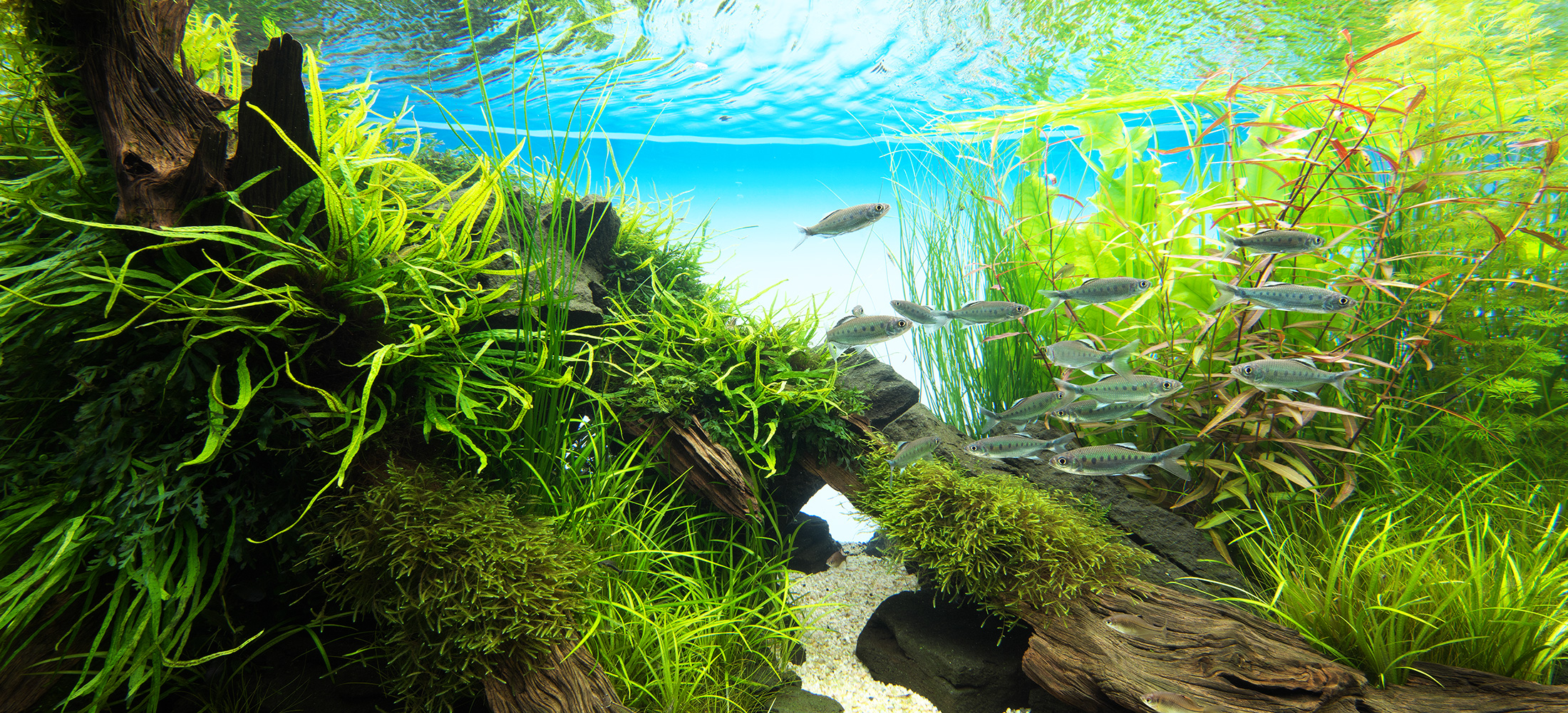 アクアリウムアクアデザインアマノ