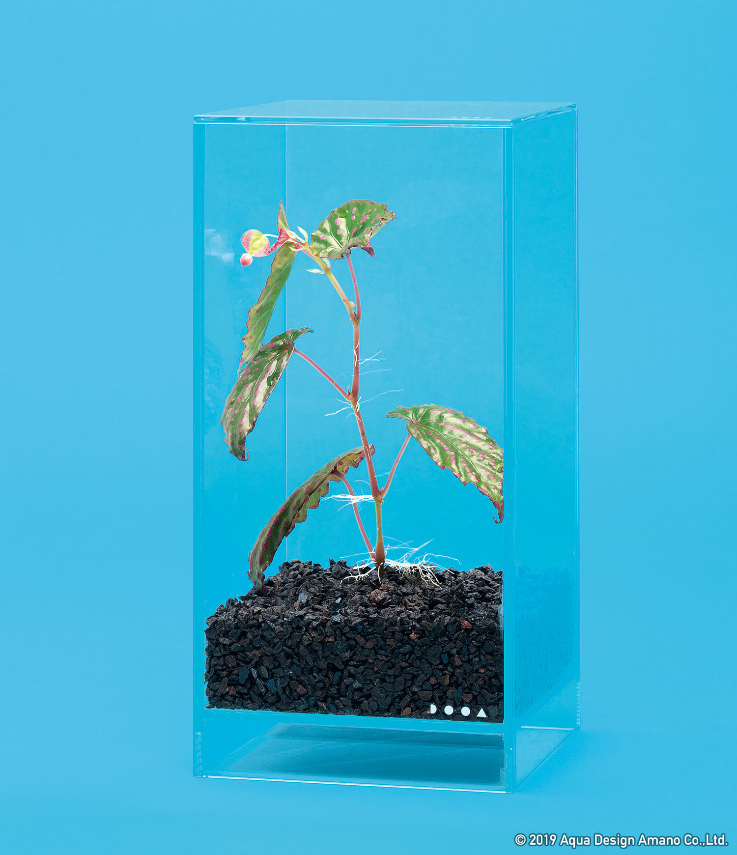 ネオグラスエア スタイル #03「人と植物、それぞれの 生活空間を