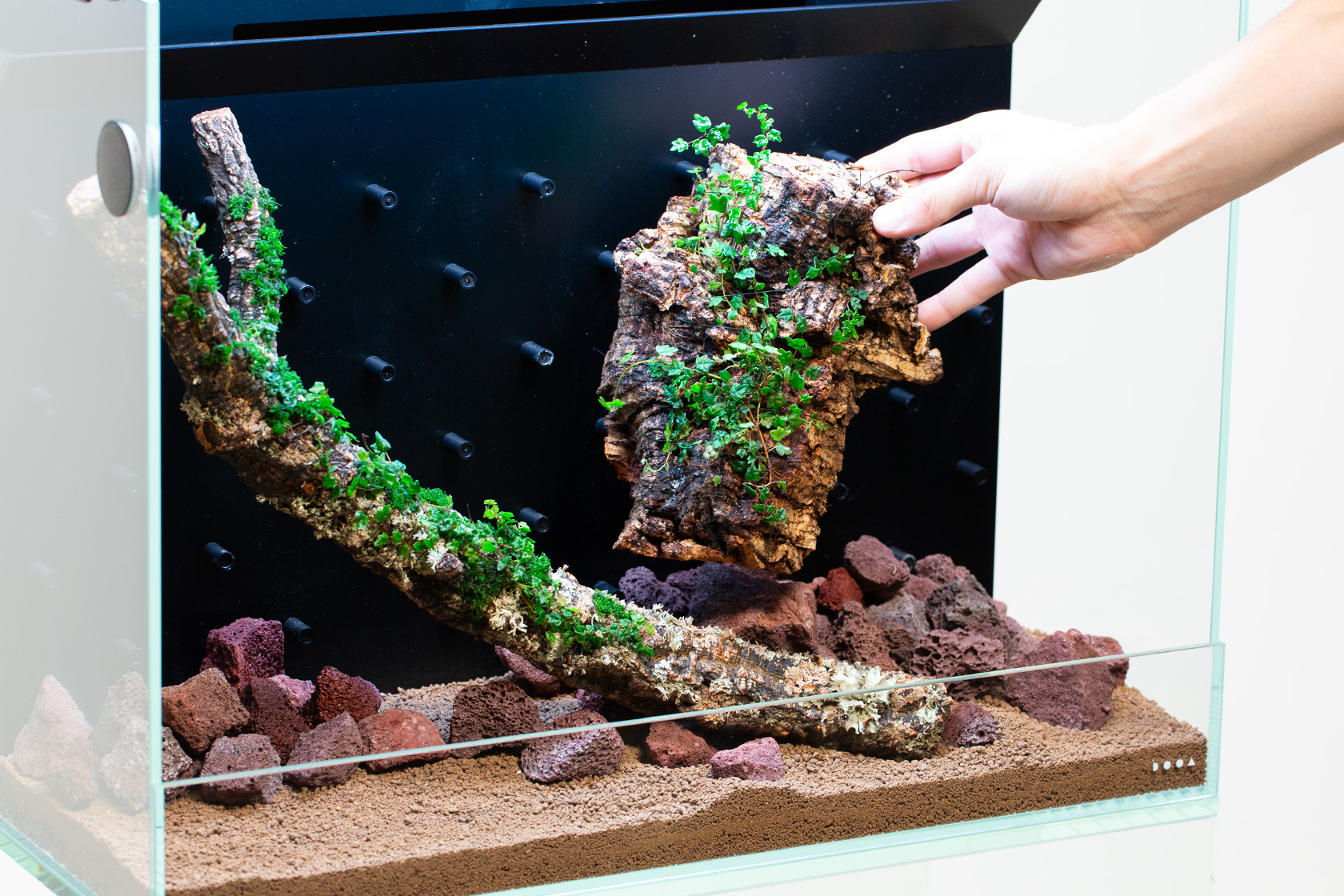 Green Lab. #05 ［ 林床に輝く宝石たち ］ | AQUA DESIGN AMANO