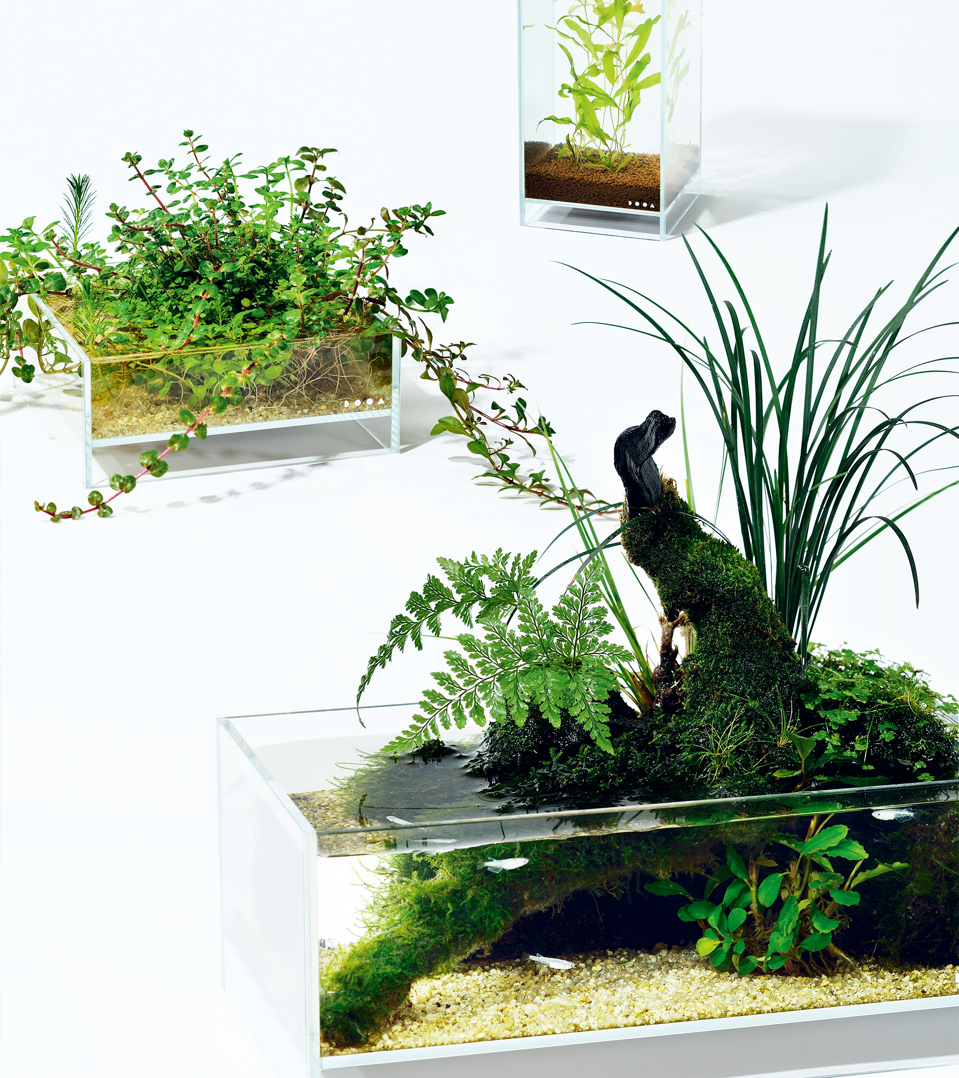 DOOA】ネオグラスパルダ 600 DOOA】ネオグラスパルダ 600 GLASS PALUDA