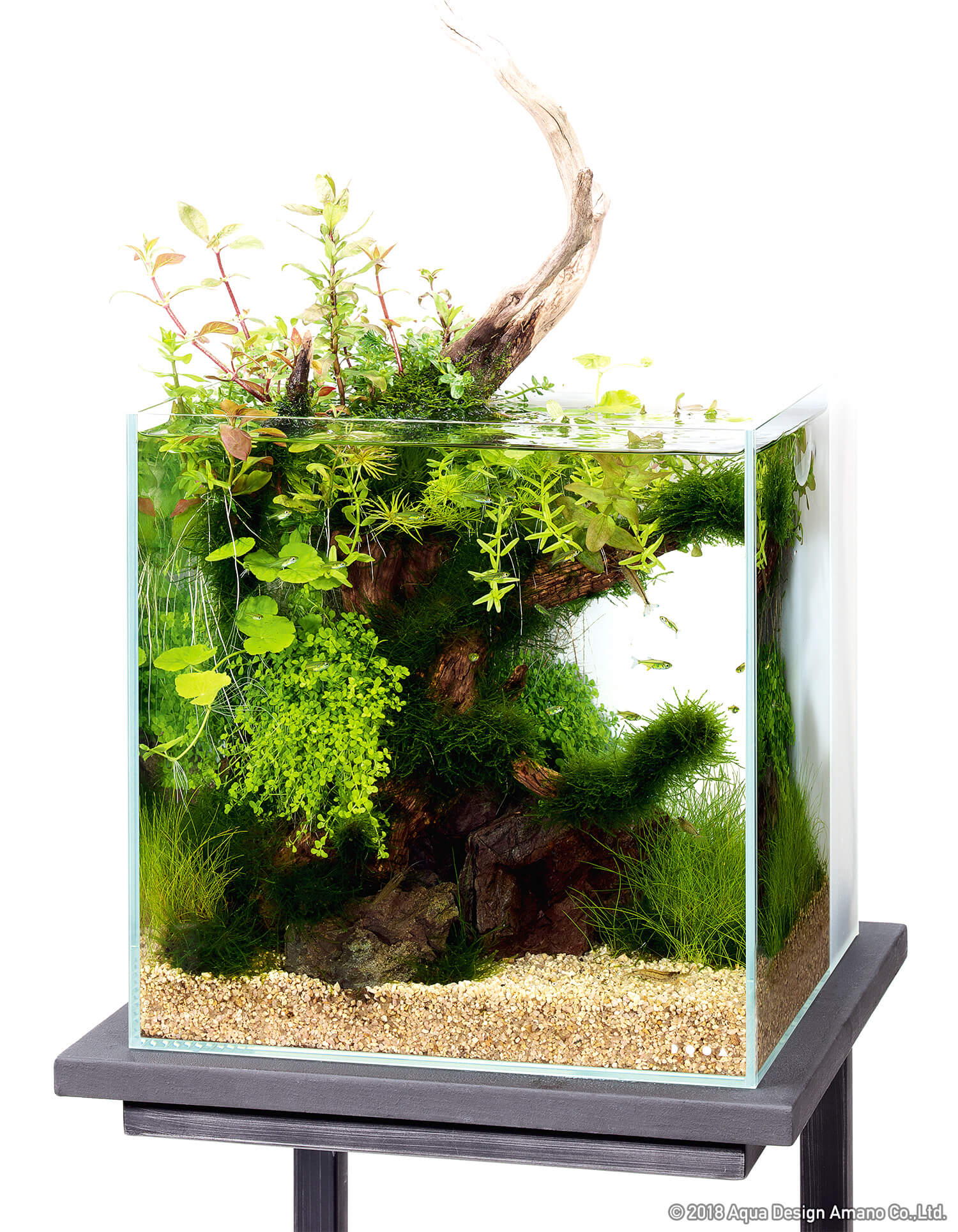 水槽用流木レイアウト 。水槽用流木アクアリウムレイアウト。水槽用