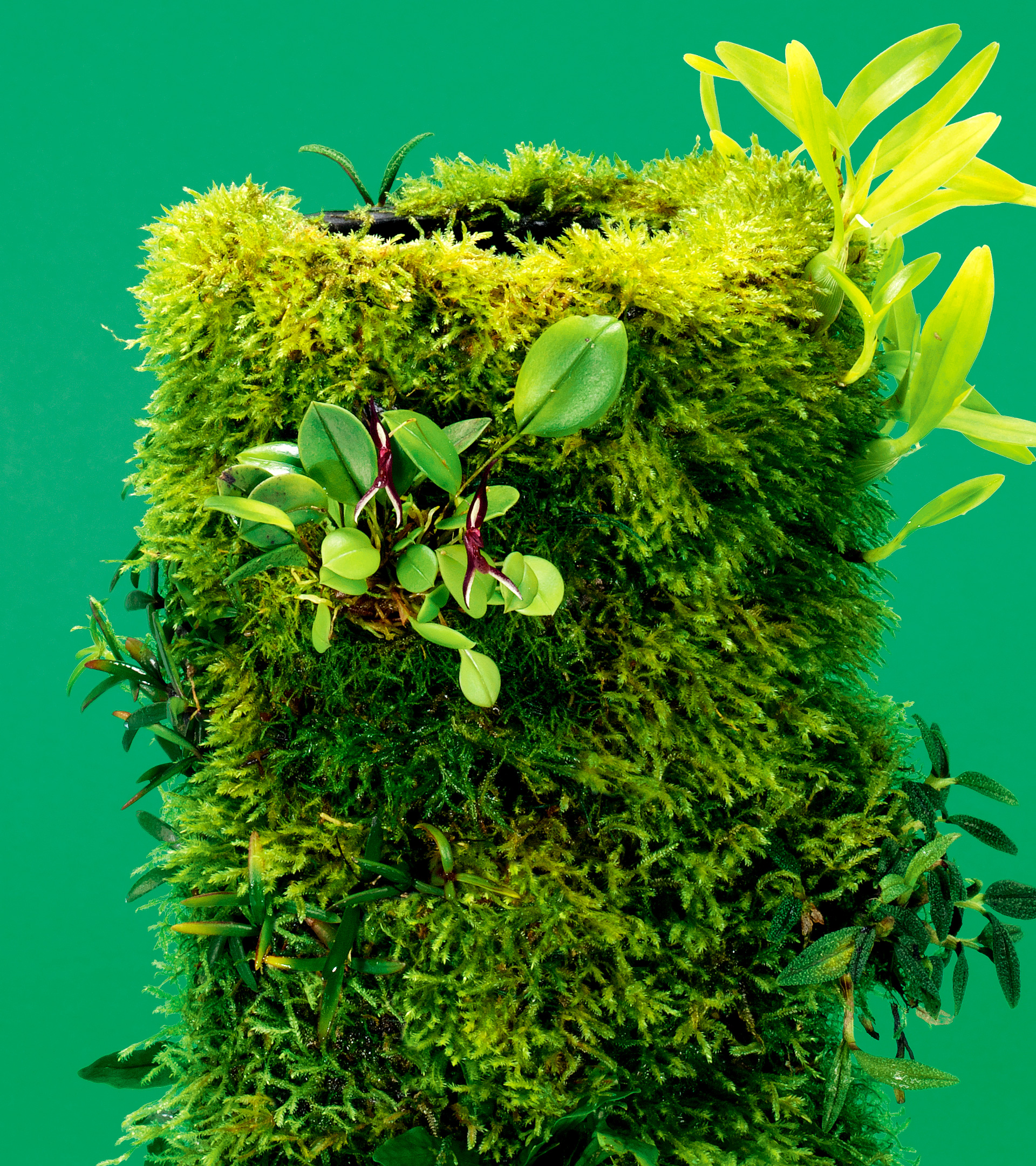 ADAテラベースセット230 TERRA BASE | PRODUCTS | DOOA