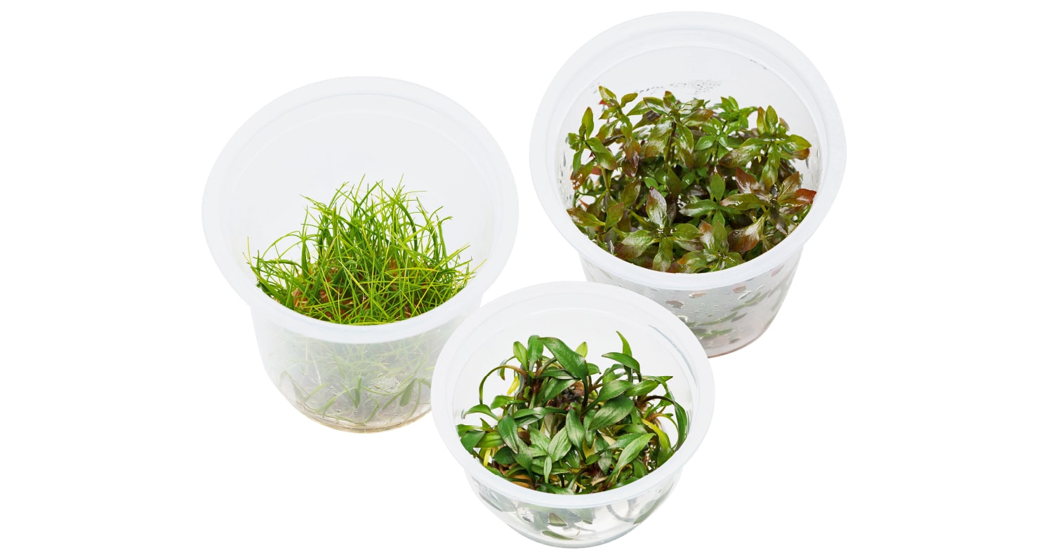 徹底解説「DOOA システムパルダ」PART 1 | AQUA DESIGN AMANO