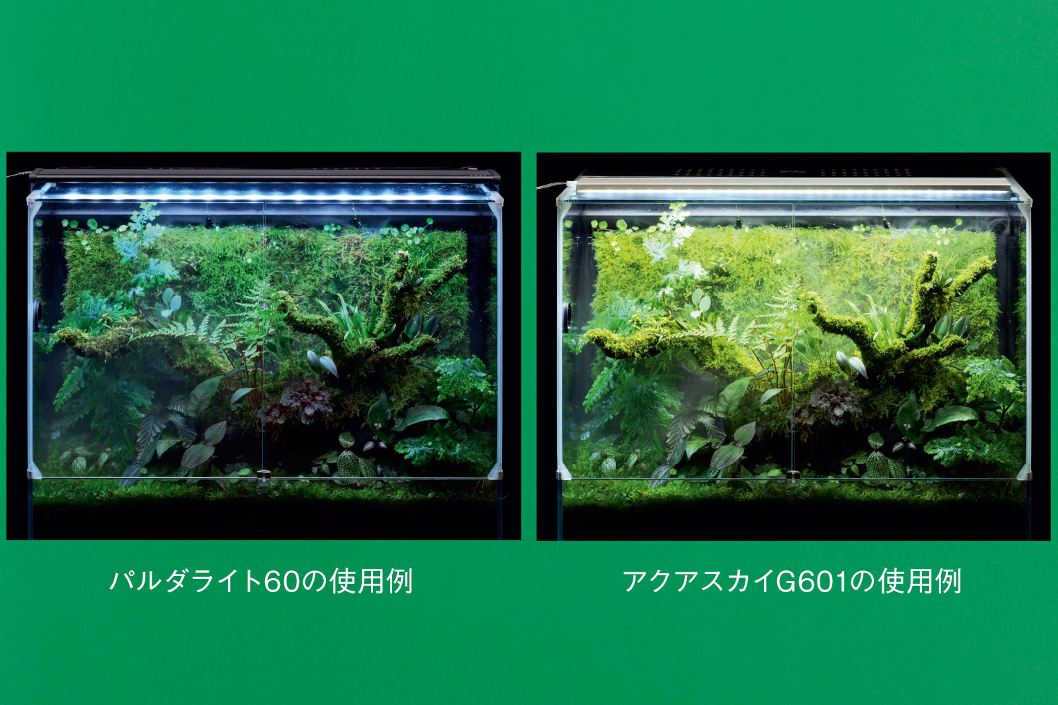 ネオグラスパルダ30 DOOA DOOA ネオグラスパルダ30 【公式通販】