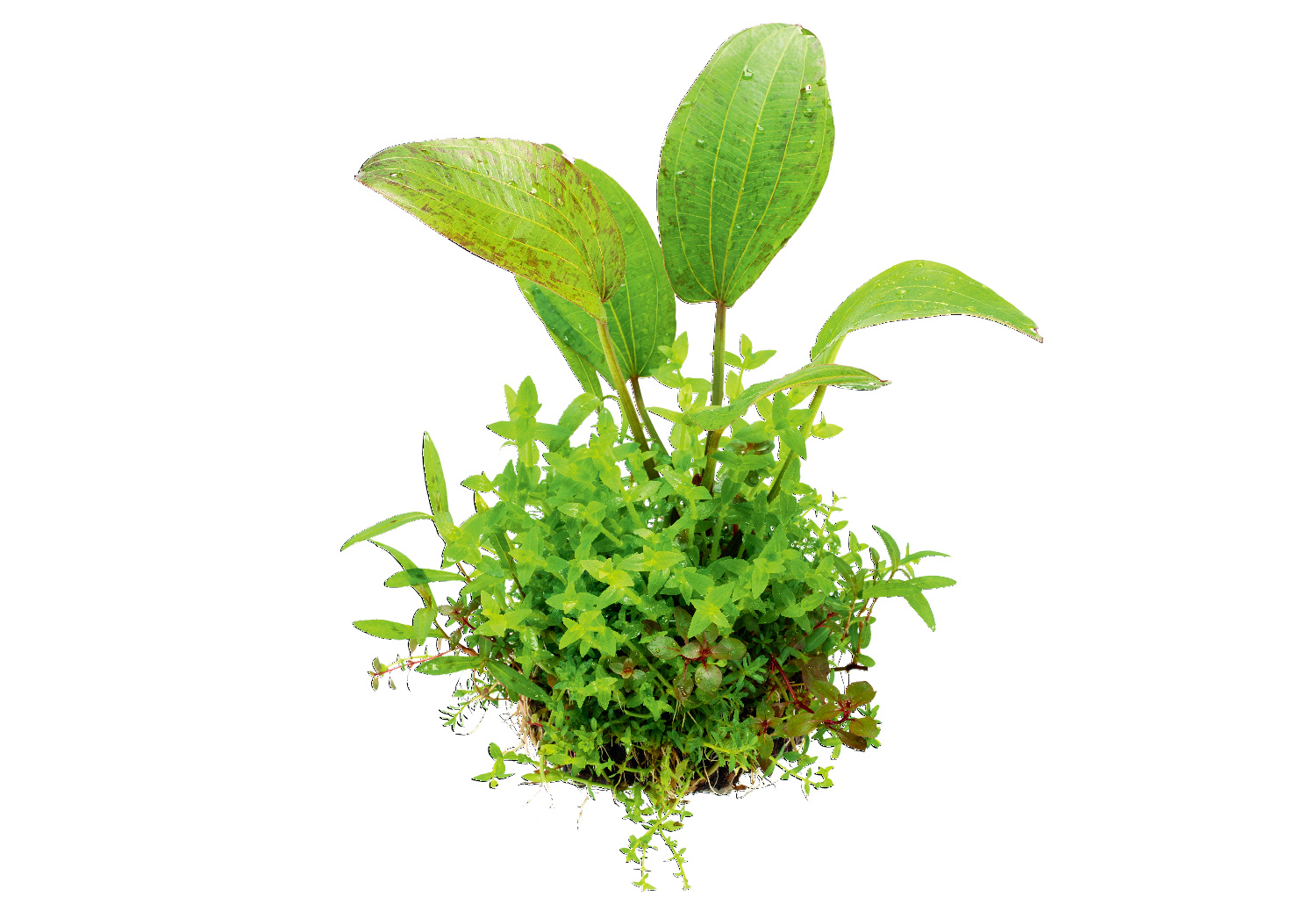 ADA PLANTS「佗び草」 | NEWS | DOOA