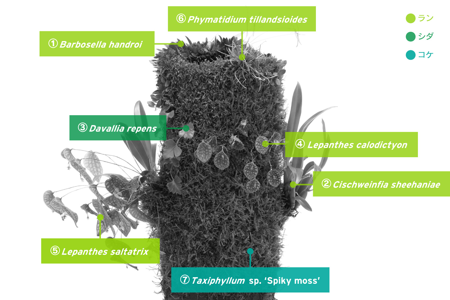 アツ MARU 95 2個 ADA レパンテス・カロディクティオン 。 ADA PLANTS