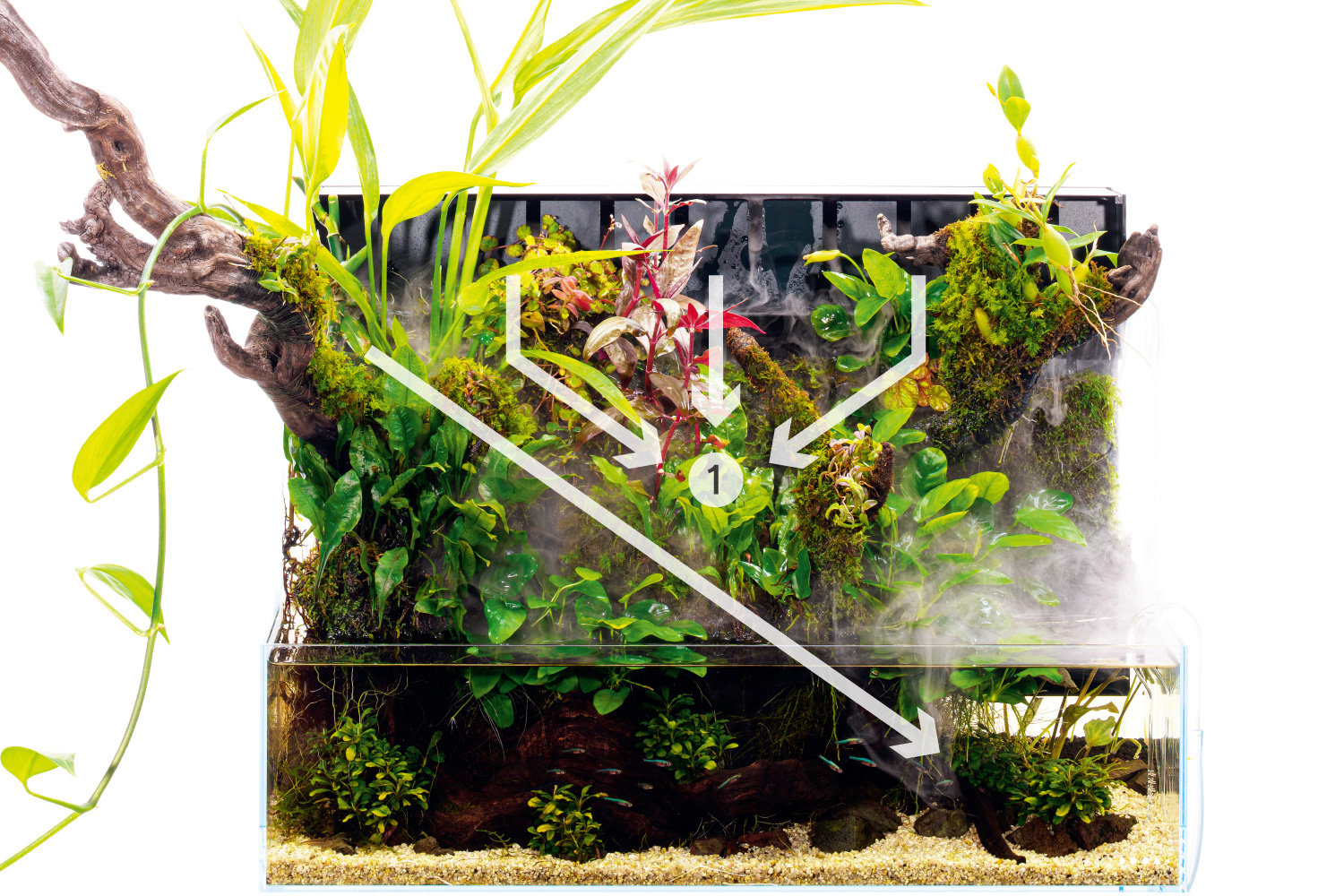 ADA Review 「アクアテラリウムのレイアウト構成」 | NEWS | DOOA