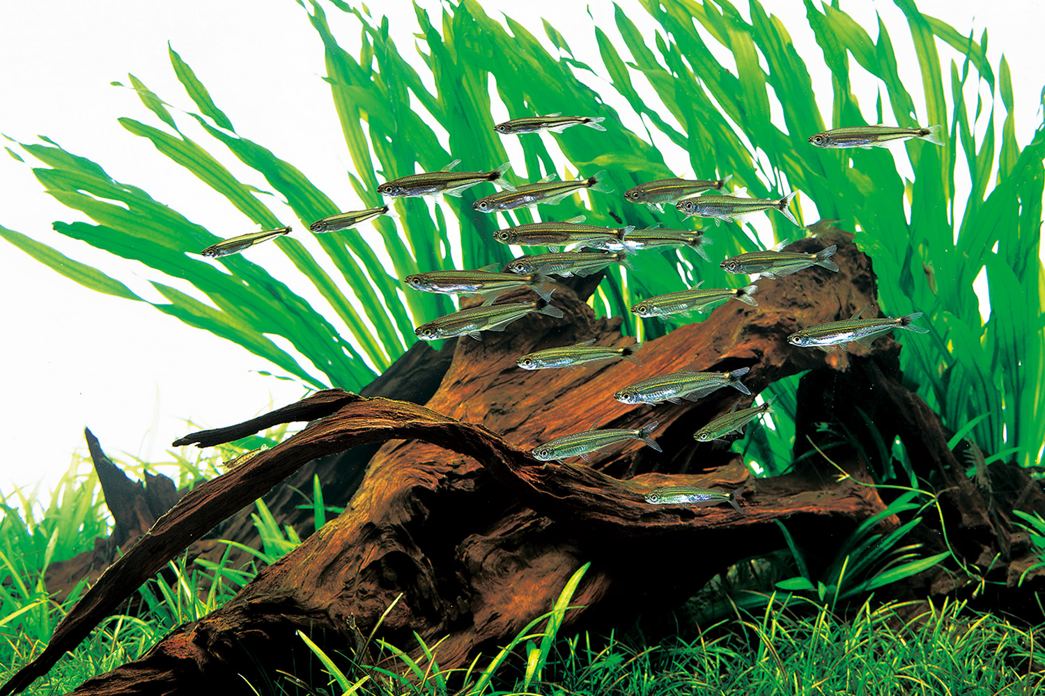 ADA PLANTS GALLERY #11 「エキノドルス・ウルグアイエンシス」 | AQUA