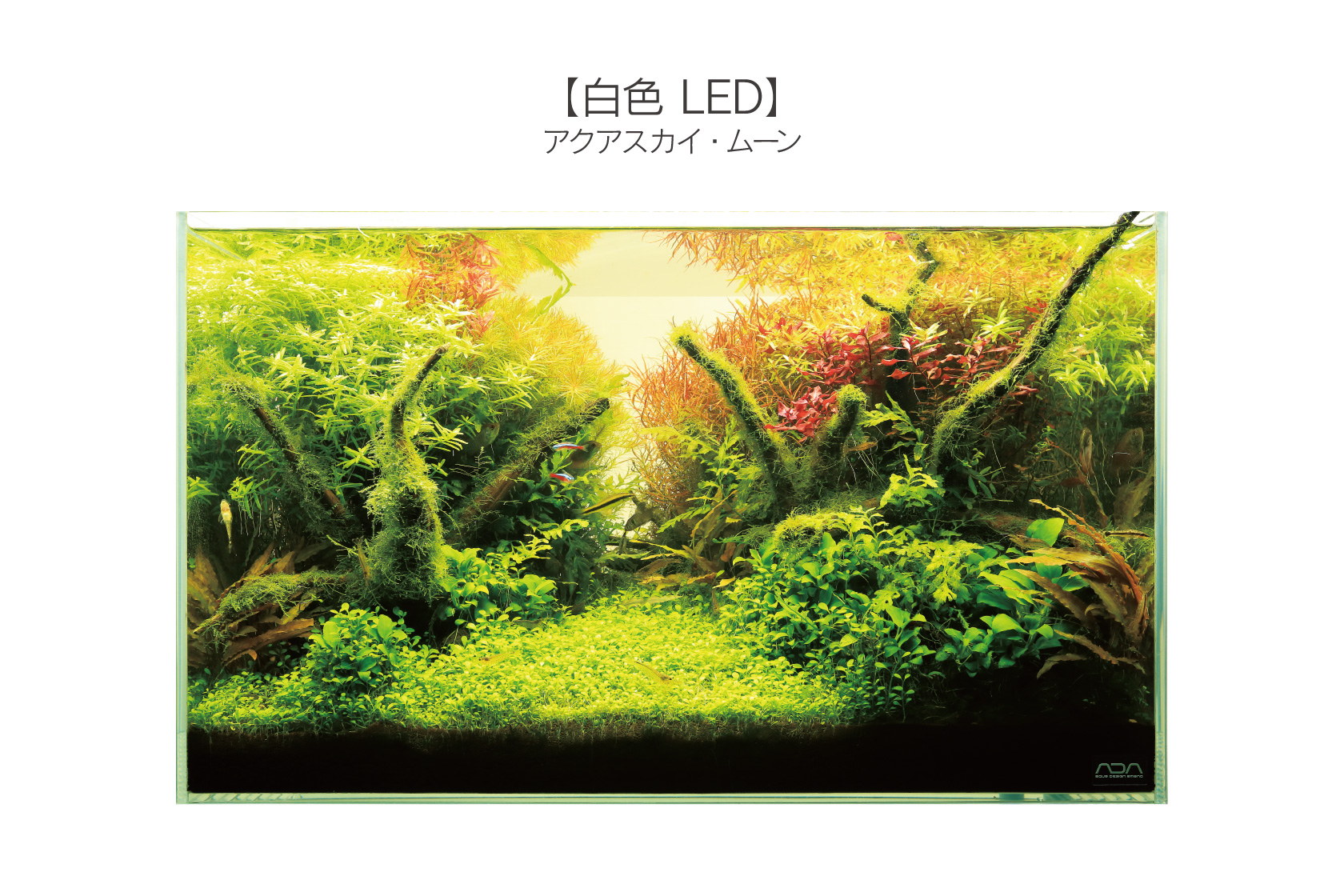 アクアスカイ 新旧モデルの比較 ： 白色LEDとRGB LEDの違い | AQUA