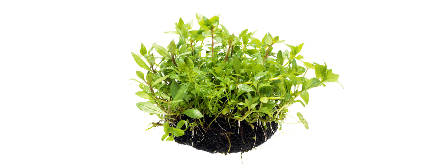 ADA PLANTS 'Wabi-Kusa' | en