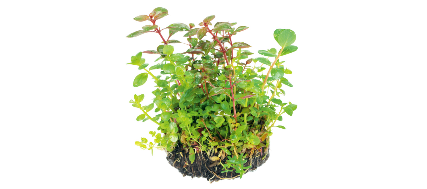 ADA PLANTS 'Wabi-Kusa' | en