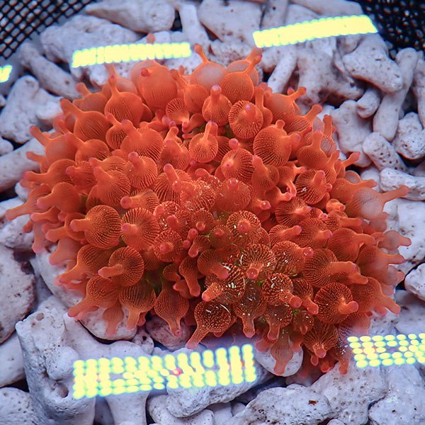 サンゴイソギンチャク レッドの極み | 海水魚通販はアクアギフト