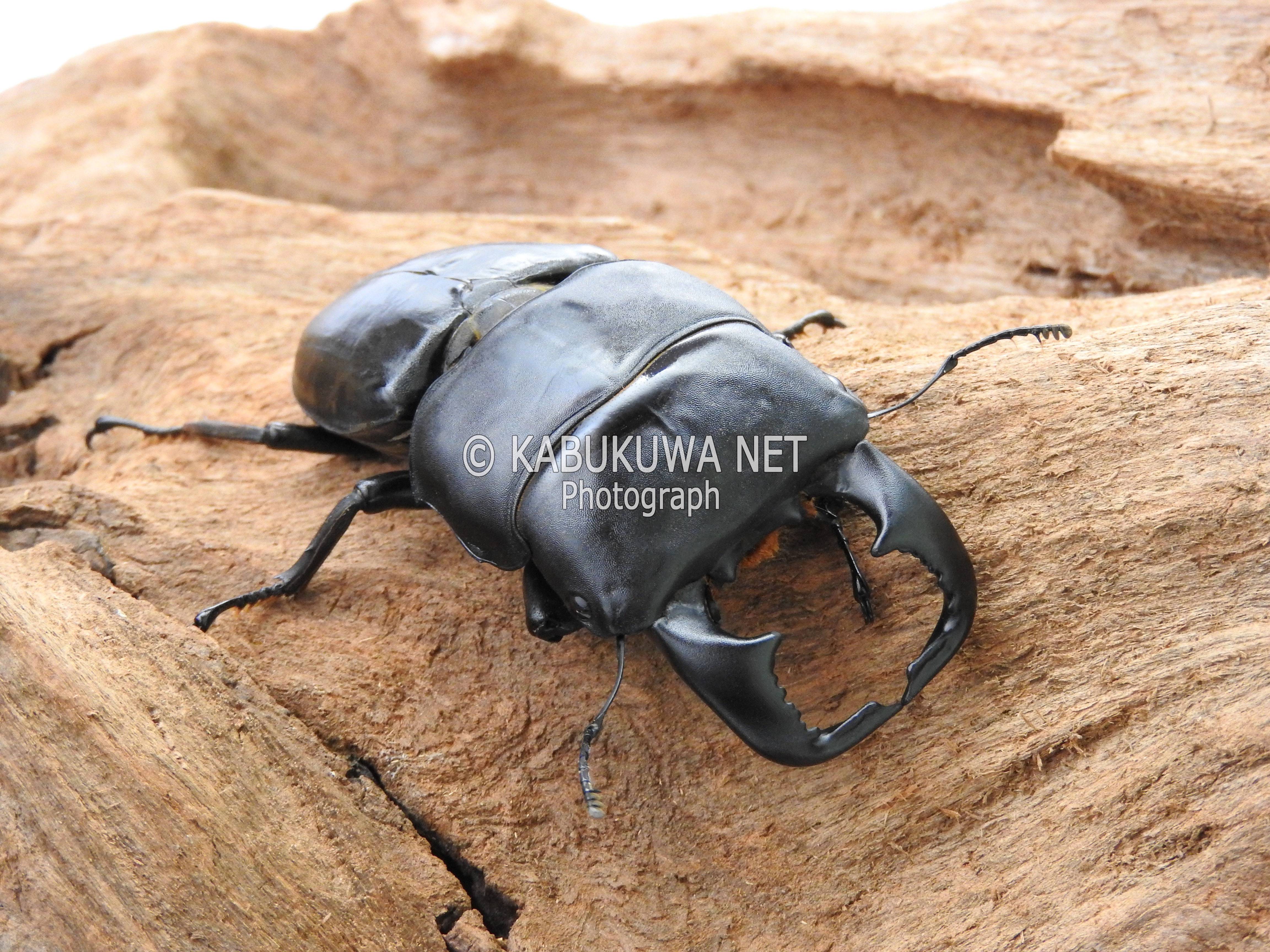 750mmオーバー1000mm世界のクワガタオオクワガタヒラタクワガタなど21