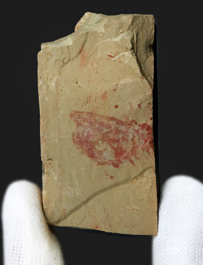 謎多き最古の生物の一つ、希少なカンブリアモンスター！チェンジャン