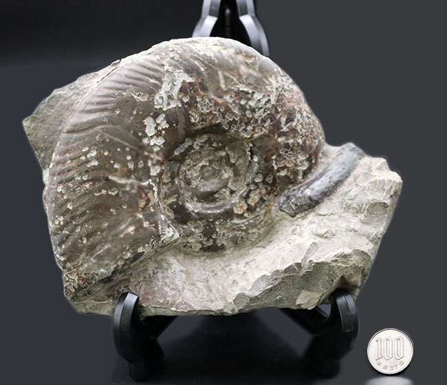 本体14センチオーバー、母岩含め2キログラムオーバー、母岩付き