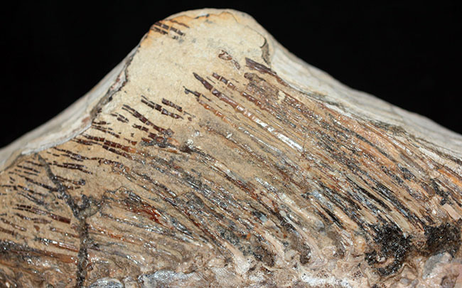 サンタナフォーメーションの主（ぬし）、白亜紀に実在した肉食古代魚