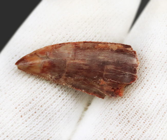 保存状態良好＆ナチュラル！モロッコのケムケム層から発見、採集された