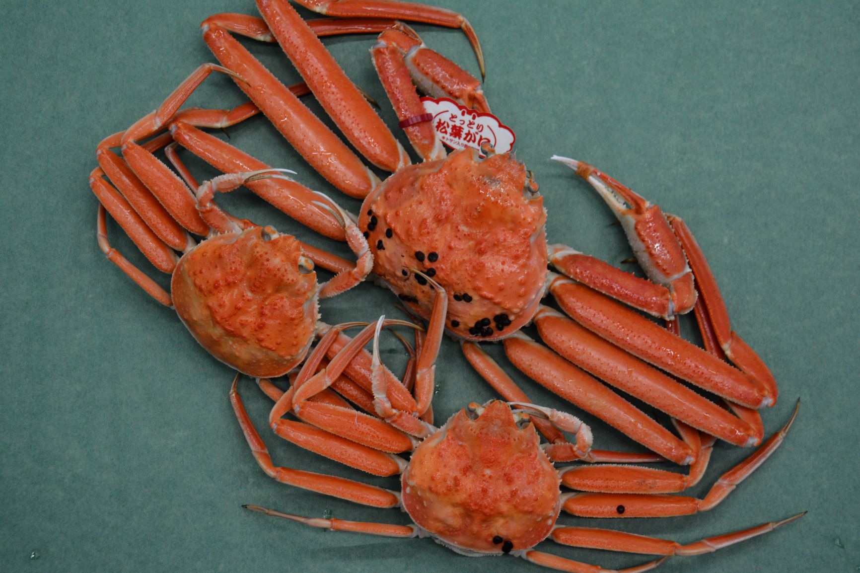 お歳暮セット | 恵長丸ダイレクト - 松葉ガニ(ズワイガニ)・親ガニ