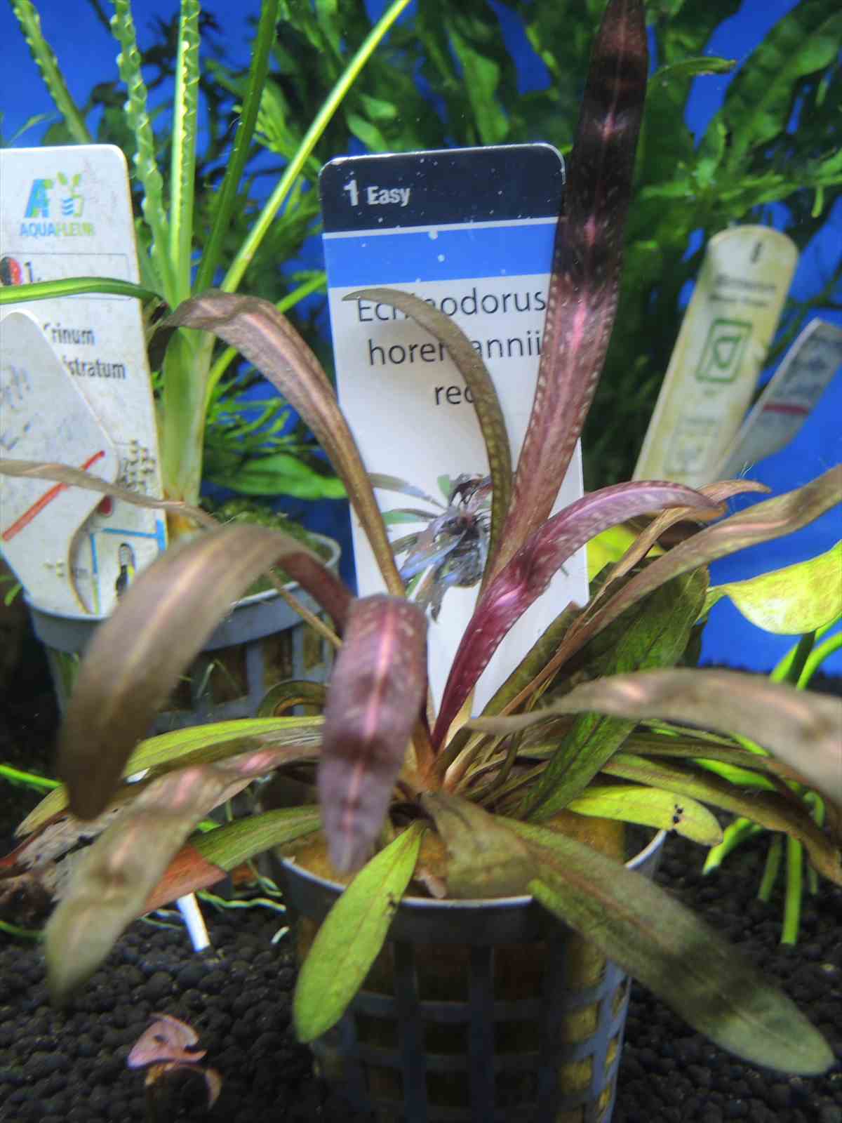 エキノドルス ホレマニー レッド 株の通信販売。(熱帯魚・水草 アクア