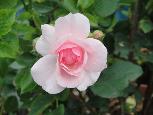 ボニカ'82「スタンダードローズ大苗・軸高110cm・全体樹高130～140cm