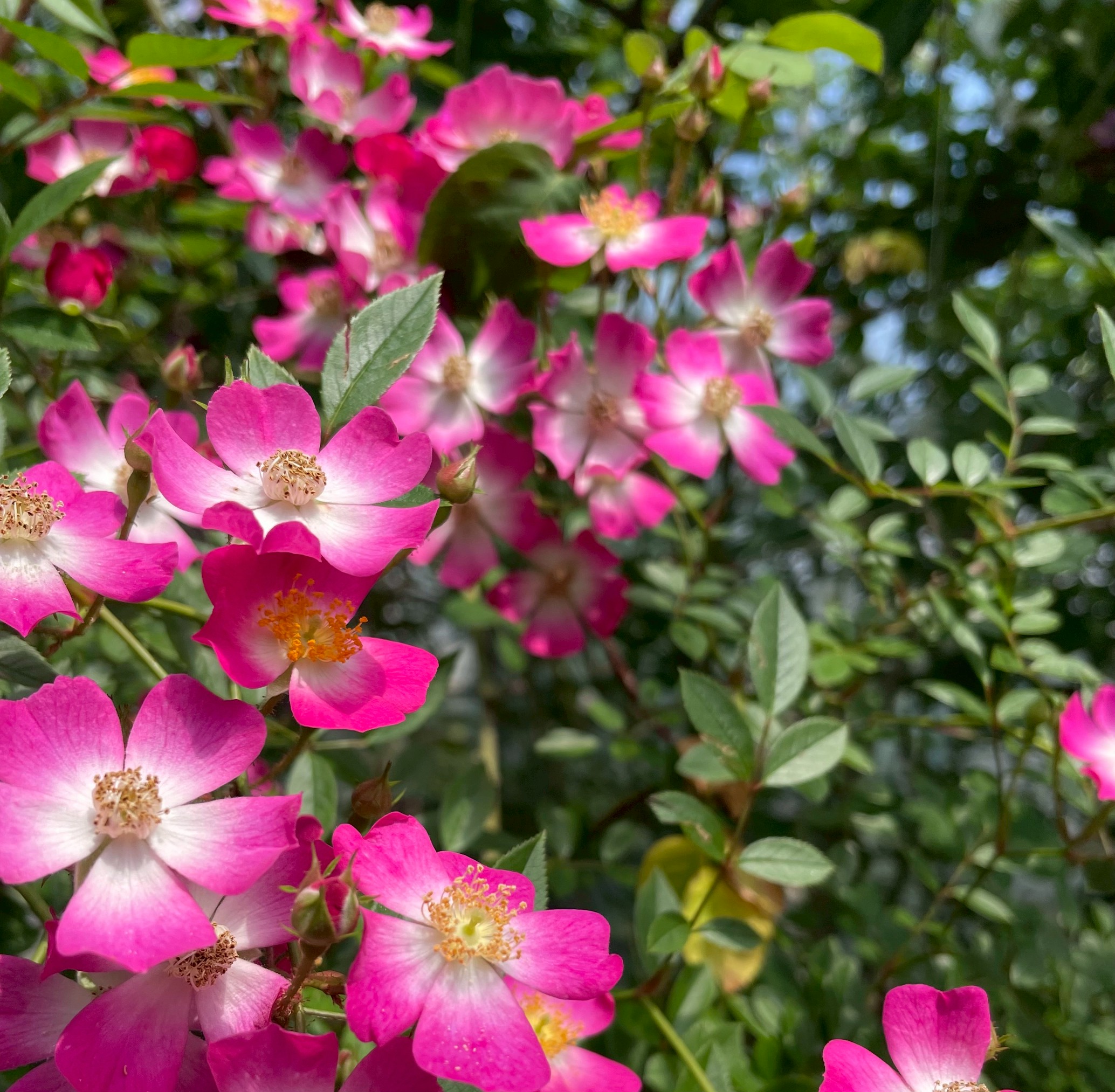 Sweet Coco スイートココ つるバラ長尺大苗 Herb&Rose バラ苗販売 バラ