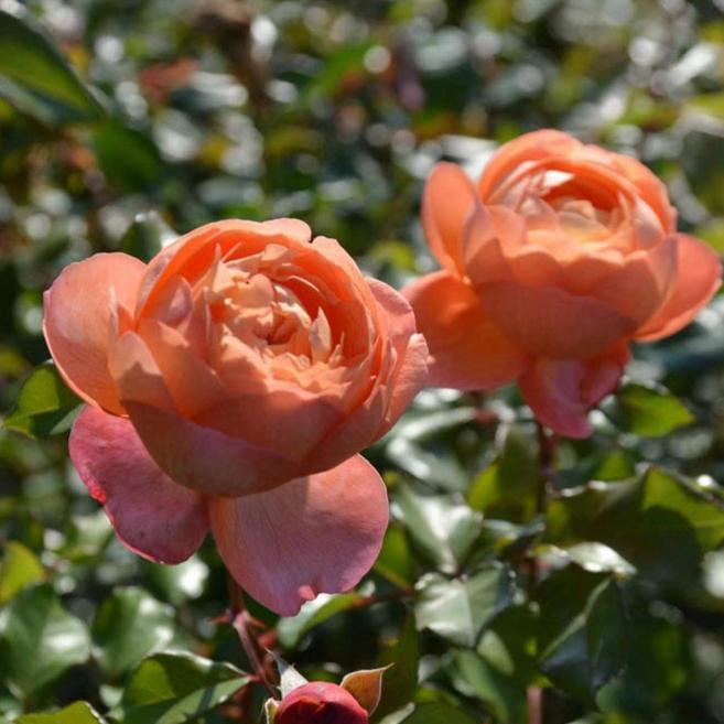 羅本製所robinceramicstudio FLOWER SEASON 羅本製所