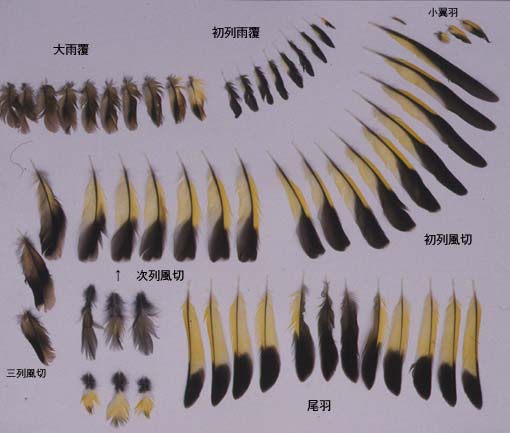 自然探偵／カワラヒワの羽コレクション