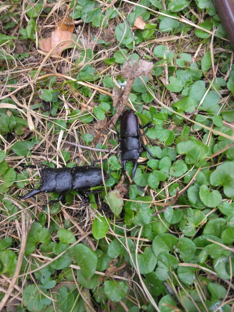 カブトムシ幼虫が大きくなる！発酵マット【たっぷり100リットル】雑虫