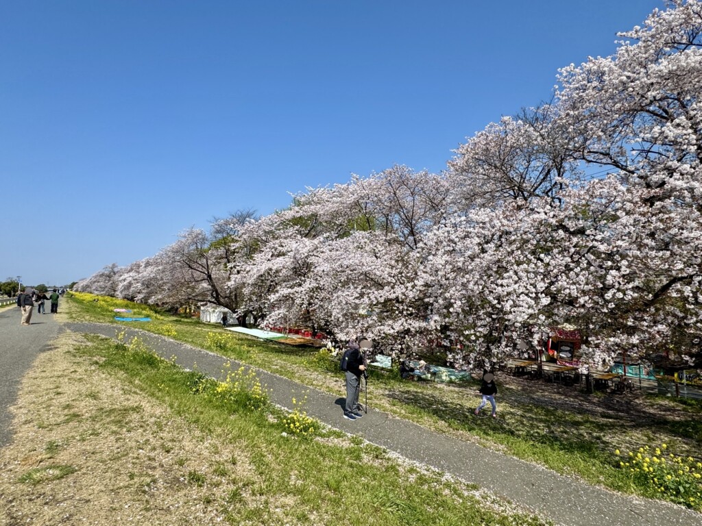熊谷桜堤】さくら開花状況【4月13日（日）】 | 熊谷観光局