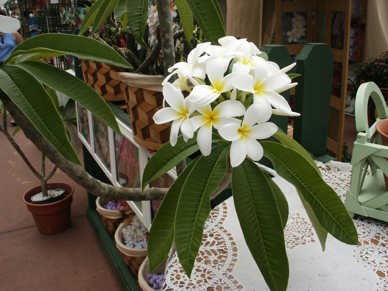 The Plant Doctor: Rust is cause of plumeria's decline