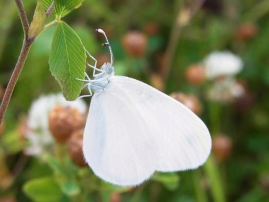 中標津町郷土館 いきもの一覧・チョウ（シロチョウ科）