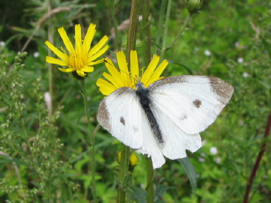 ギフ、ヒメギフチョウ＆ウスバ、ヒメウスバシロチョウセットセット
