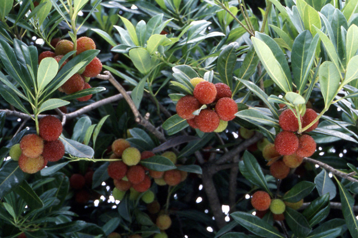 ヤマモモの育て方・栽培方法｜植物図鑑｜みんなの趣味の園芸（NHK出版）