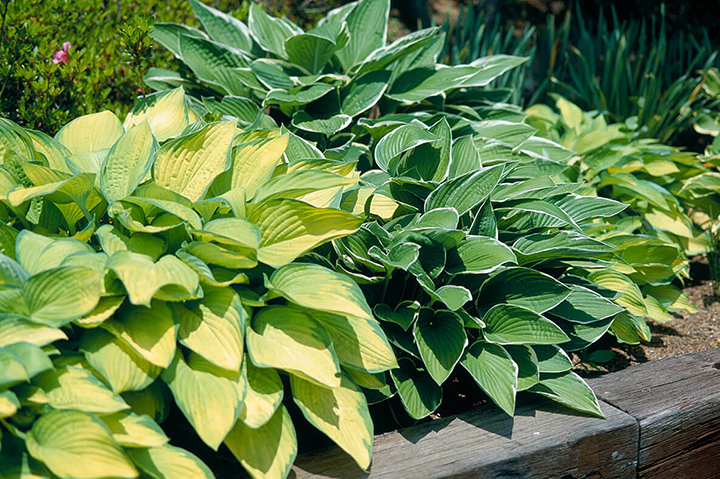 ギボウシ（ホスタ）の種類（原種、品種）｜植物図鑑｜みんなの趣味の