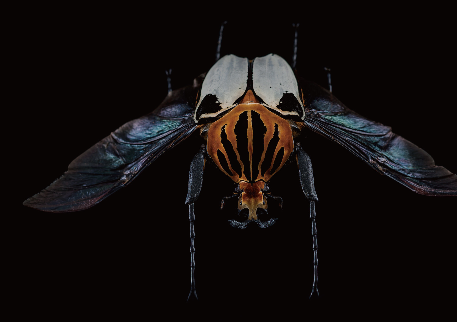 ゴライアスカタモンオオツノハナムグリ 約52ミリ ゴライアスカタモン