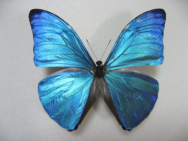 アドニスモルフォMorpho adonis ～ 蝶の標本 麗蝶 ～