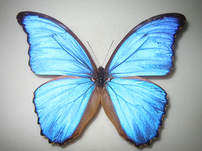 モルフォ蝶 標本 Morpho didius ディディウスモルフォ Amazon.co.jp