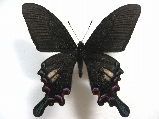 外国産蝶標本】シナカラスアゲハ/雲南省.昆明産/96mm