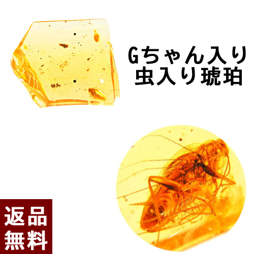 楽天市場】＼最大30％OFFクーポン／化石 虫入り琥珀【激レア】1センチ