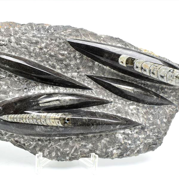 オルソセラス（直角貝/Orthoceras）化石プレート｜モロッコ産