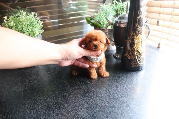 p*o様 ティーカッププードル ティーカッププードル | TOYANGEL