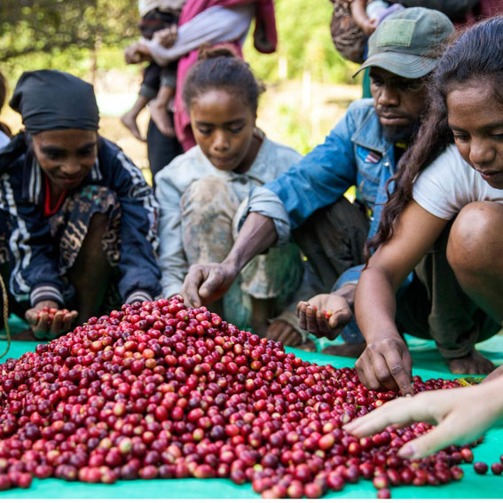 東ティモール レテフォホ ゴウララ集落 生豆500g 【公式通販サイト