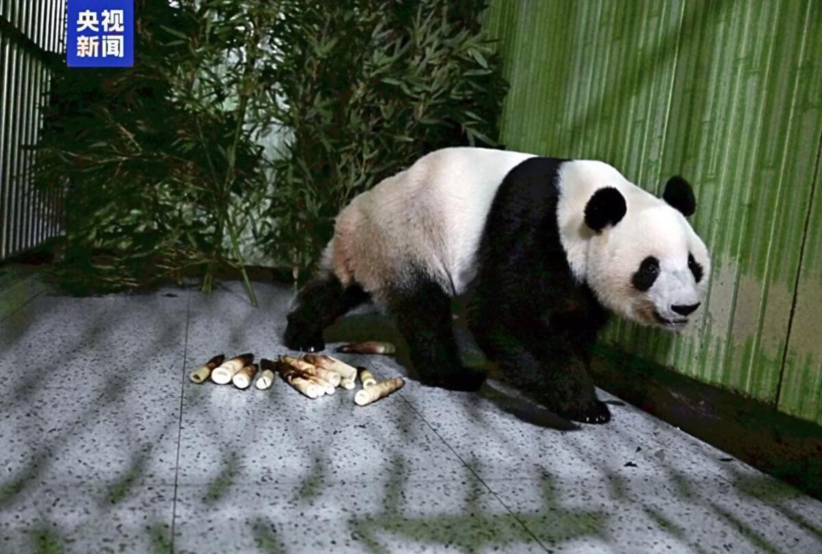 関係悪化で日中首脳会談の実現見通せず、「ゼロパンダ」長期化か