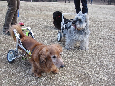 犬の車椅子・犬用車椅子(歩行器)製作・販売 アドワークス