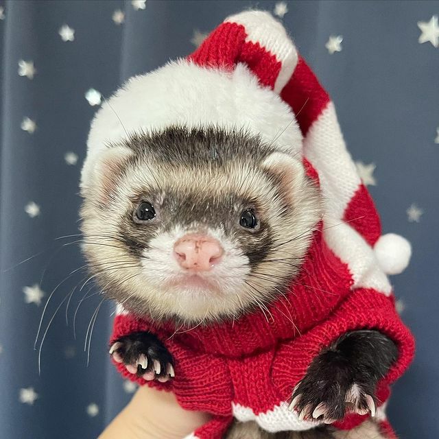 MARSHALLPET/マーシャルペットのペット用品通販ならALLFORWAN'sLIFE