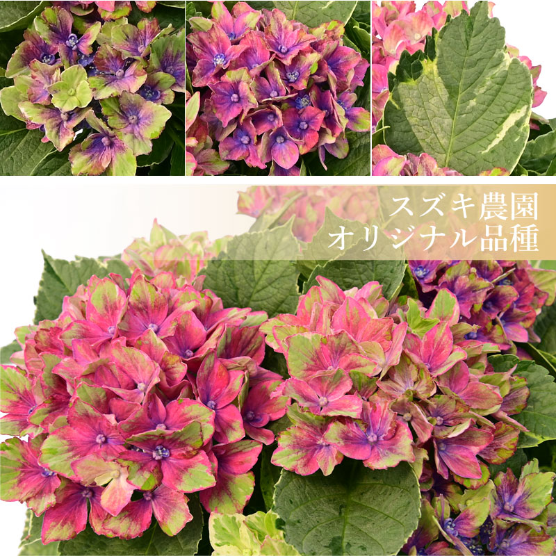 数量限定】紫陽花 サプライズ 5号鉢 鉢植え ギフト 母の日プレゼント用