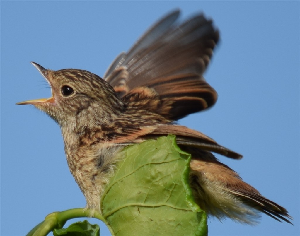 鳥の作例』 ニコン AF-S DX NIKKOR 55-300mm f/4.5-5.6G ED VR の