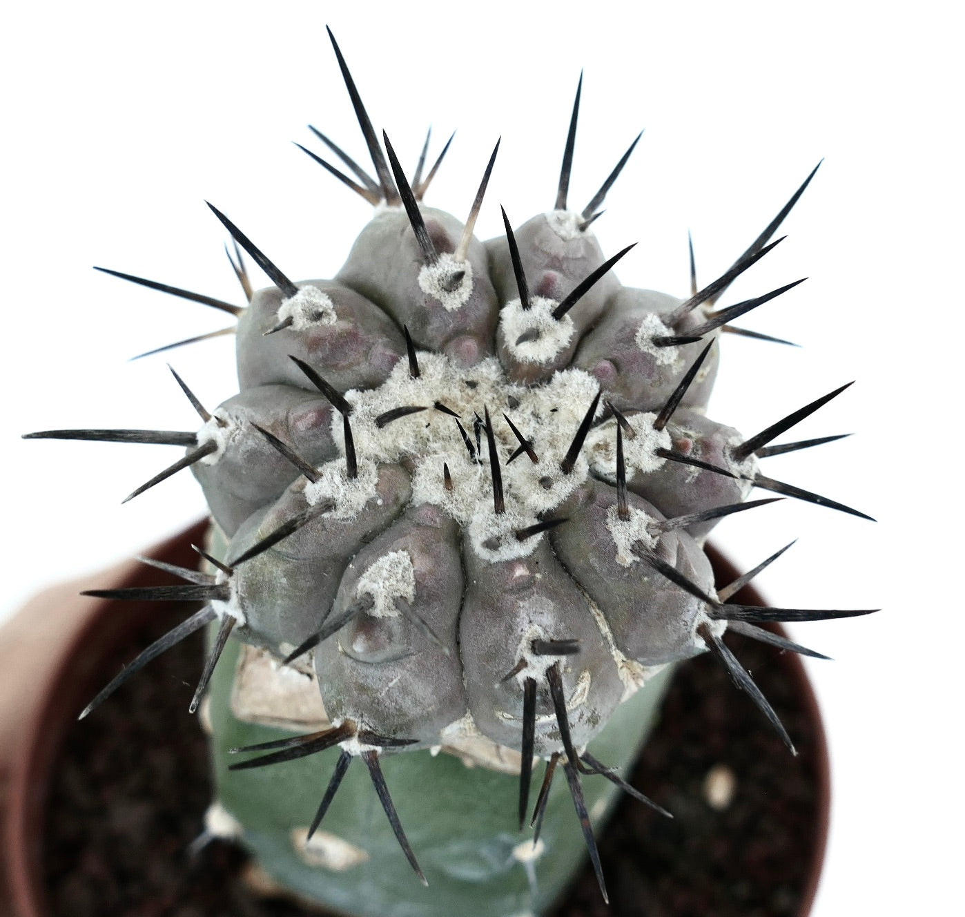 Copiapoa cinerea | Botanical Archive | Rare Grafted | Buy now From Us
